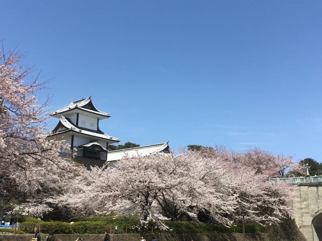 石川門と桜