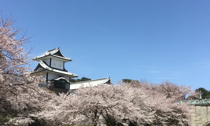 石川門と桜