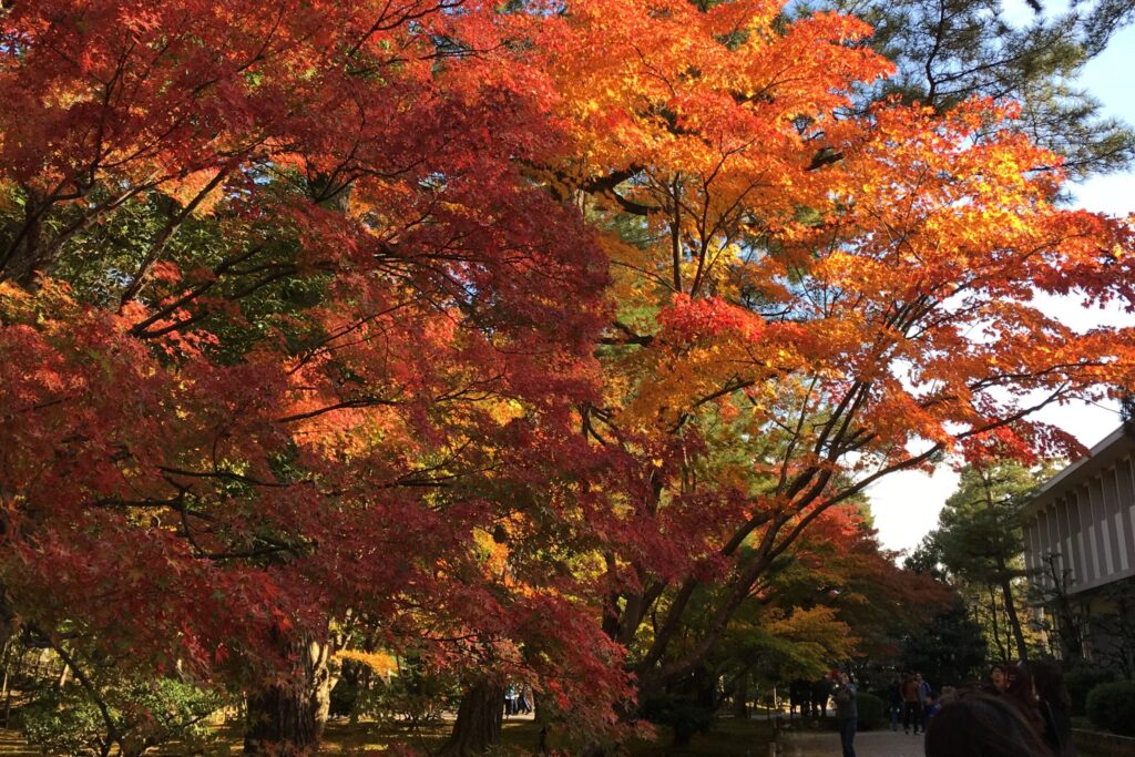 Japanese maples in Kenrokuen