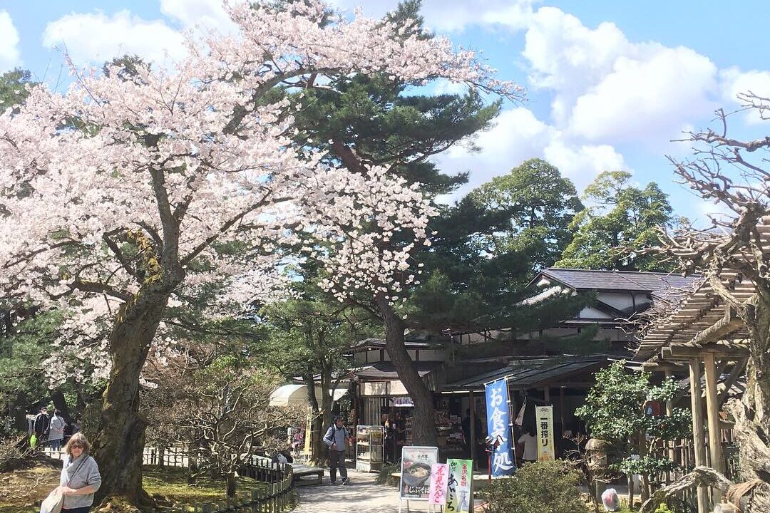 兼六園桜ヶ岡付近の桜
