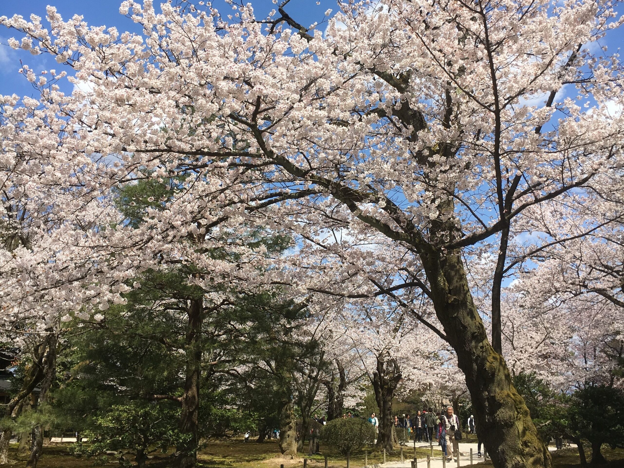 桜ヶ岡