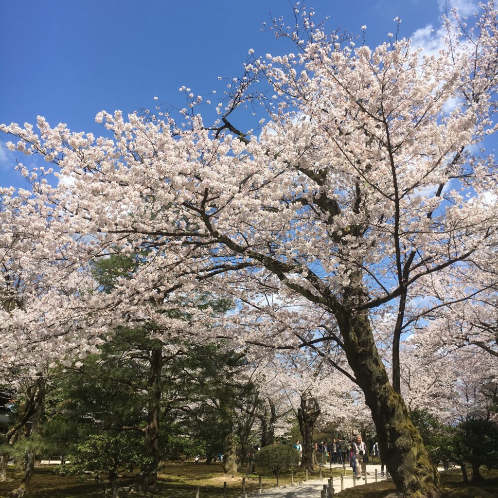 桜ヶ岡