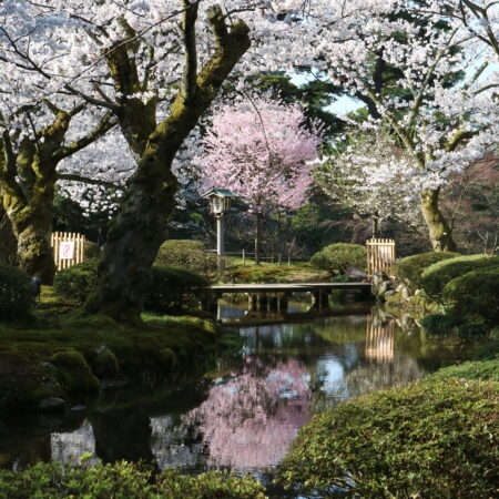 兼六園の桜