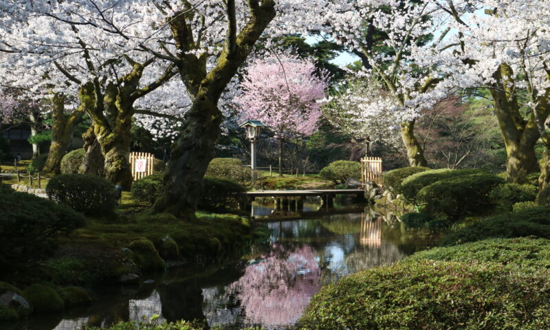兼六園の桜