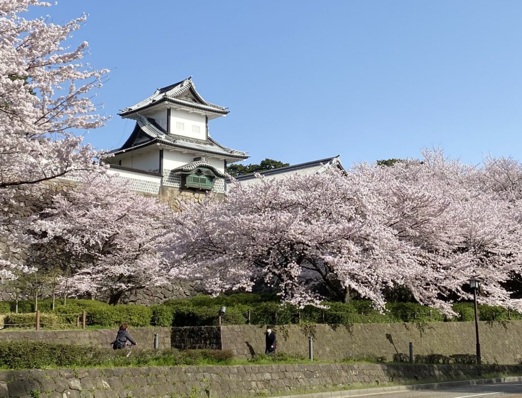 石川門と桜