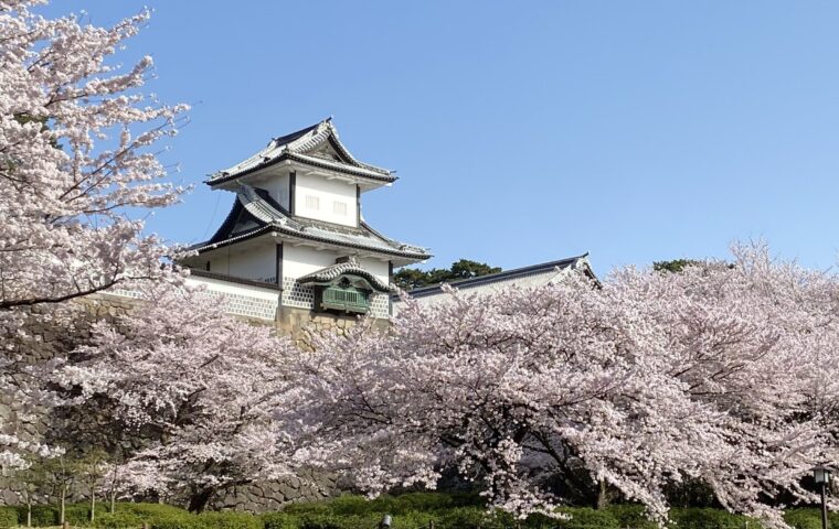 石川門と桜