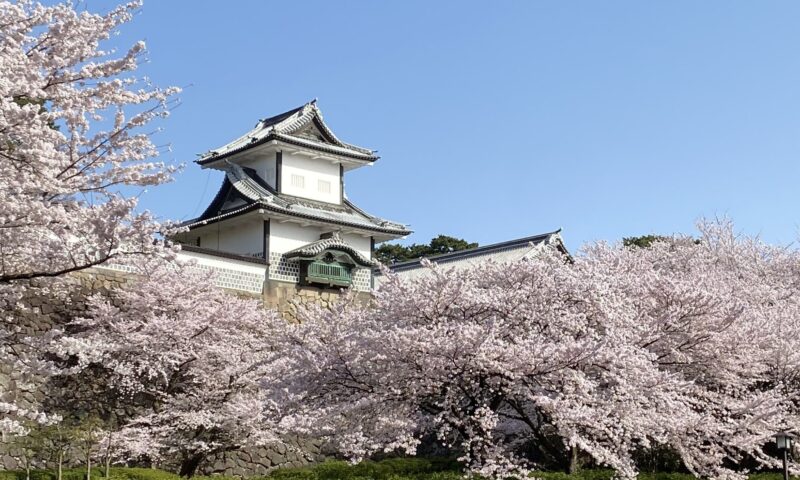 石川門と桜