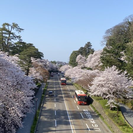 金沢の桜とバス