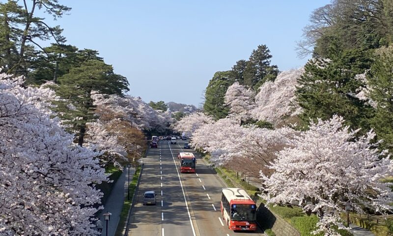 金沢の桜とバス
