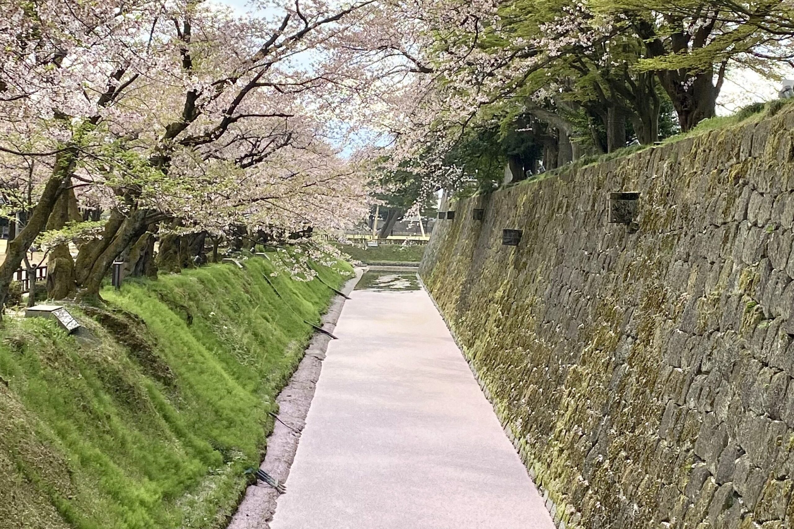 金沢城内堀の花筏