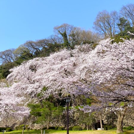 桜と石垣