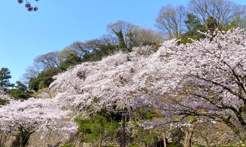 桜と石垣