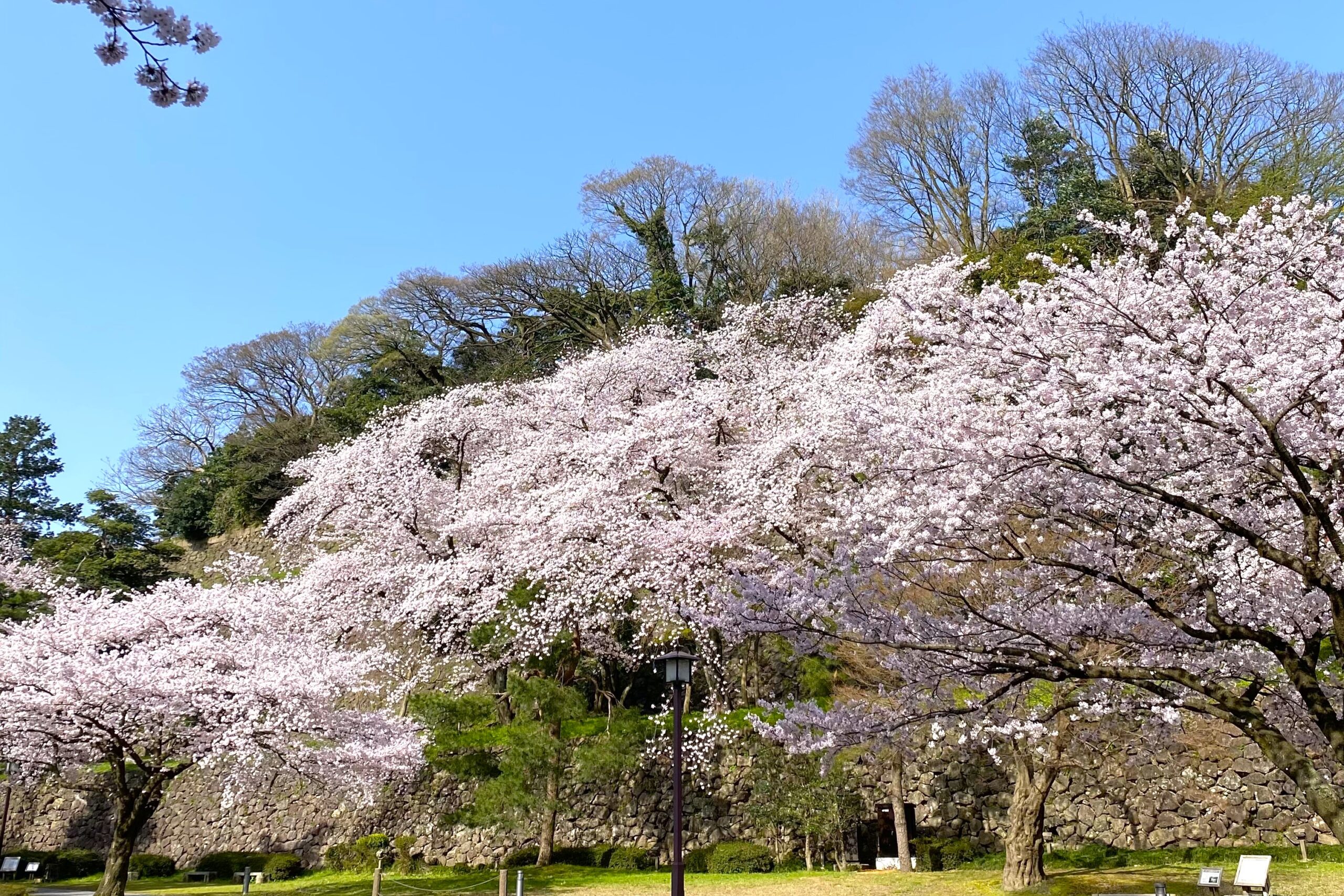 百万石まちなかめぐり さくら2025 | 金沢おもてなしの宿